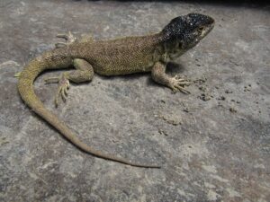 reportan nueva especie de lagartija en Arequipa