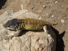 Ciencia: Descubren nueva especie de lagartija en Arequipa