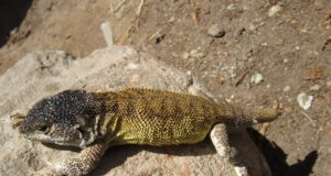 Ciencia: Descubren nueva especie de lagartija en Arequipa
