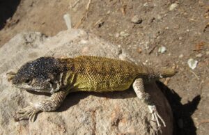 Ciencia: Descubren nueva especie de lagartija en Arequipa