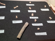 Descubren los restos de una nueva especie humana