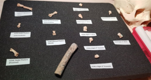 Descubren los restos de una nueva especie humana