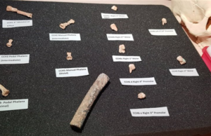 Descubren los restos de una nueva especie humana