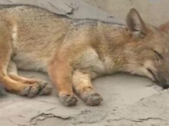 Run Run: Desmienten muerte del popular zorro andino