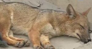 Run Run: Desmienten muerte del popular zorro andino