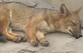 Run Run: Desmienten muerte del popular zorro andino