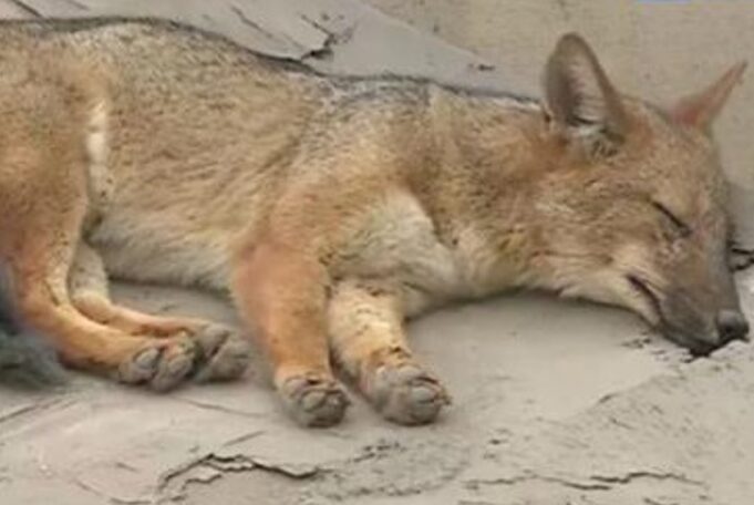 Run Run: Desmienten muerte del popular zorro andino